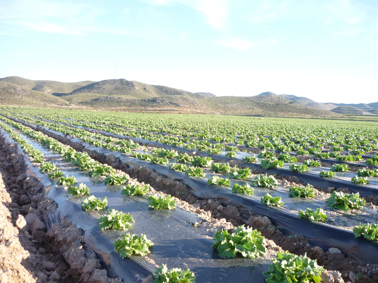 Agricultural Film Bags